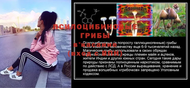 наркошоп  Сергач  Псилоцибиновые грибы Magic Shrooms 